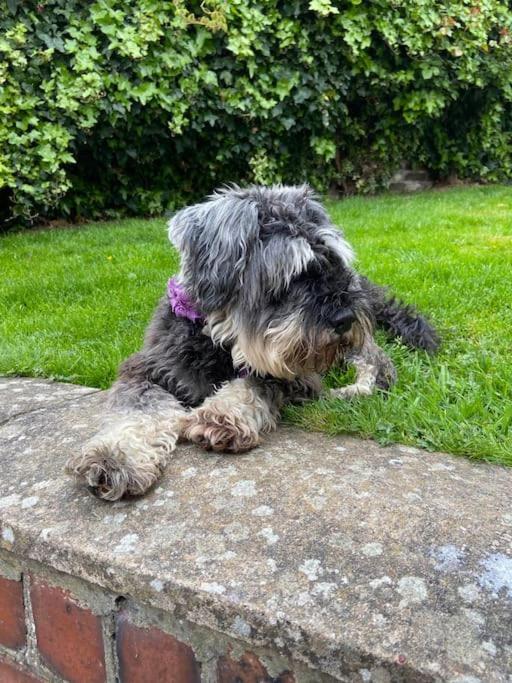 Award Winning Pet Friendly Paddock Cottage Whitby Kültér fotó